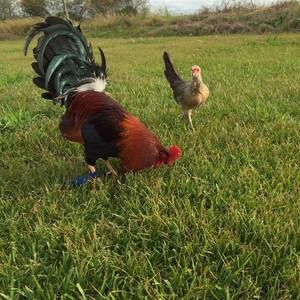 Meet your Posher, Coty